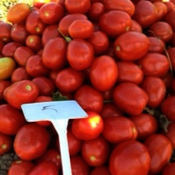Сентос F1 (Sentosa F1) семена томата (Seminis)