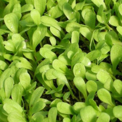 Щавель насіння мікрозелені (Agrocity)