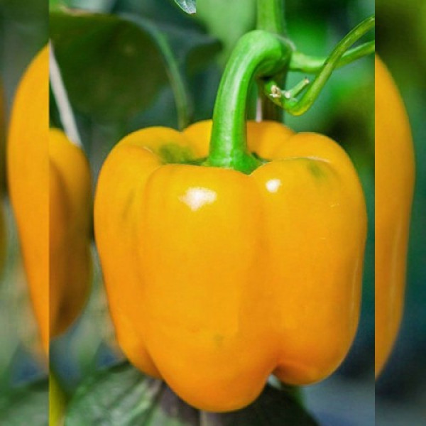 Шорок-шарі насіння перцю солодкого (Hortus)