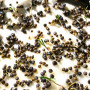 Шпинат семена микрозеленые (Agrocity)