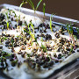 Шпинат семена микрозеленые (Agrocity)