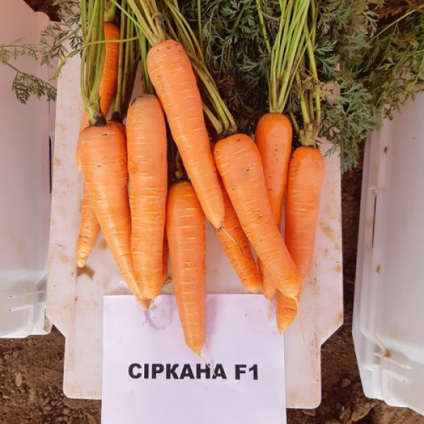 Сирана F1 (1,8-2,0) семян моркови Нантес средней 110-120 дн. 18-21 см (Nunhems)