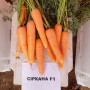Сирана F1 (1,8-2,0) семян моркови Нантес средней 110-120 дн. 18-21 см (Nunhems)