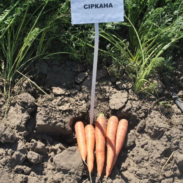 Сирана F1 (1,8-2,0) семян моркови Нантес средней 110-120 дн. 18-21 см (Nunhems)