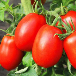 Слива-гігант насіння помідора індетермінантного (GL Seeds)
