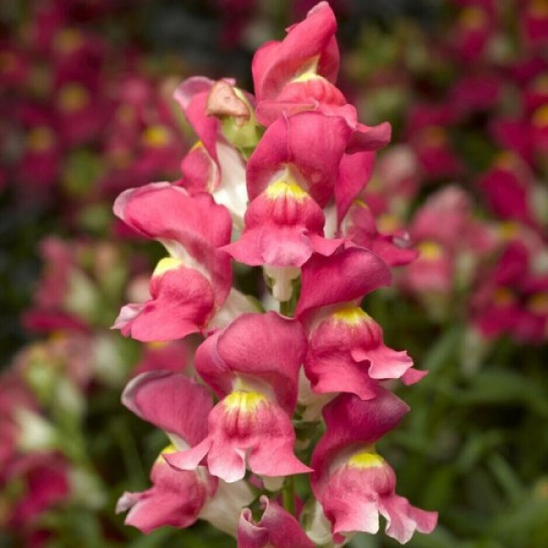 Снептіні F1 рожевий біколор (rose bicolor) насіння антирринуму (Syngenta)