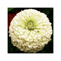 Майоры георгиновидные белые (white) семена (Moravoseed)
