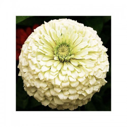 Майори жоржиновидні білі (white) насіння (Moravoseed)