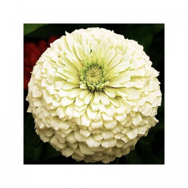Майори жоржиновидні білі (white) насіння (Moravoseed)