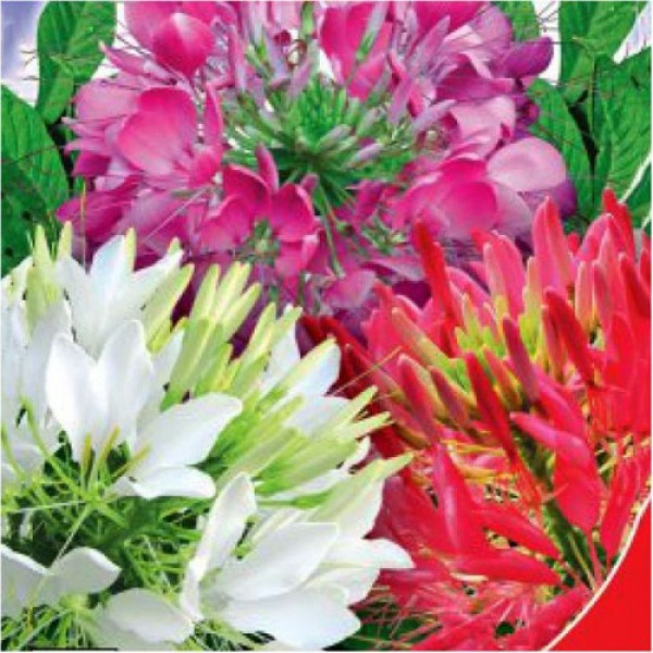Кольоровий фонтан насіння клеоми (GL Seeds)