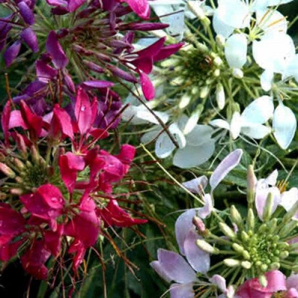 Кольоровий фонтан насіння клеоми (GL Seeds)