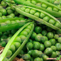 Вальверде насіння гороху (Syngenta)