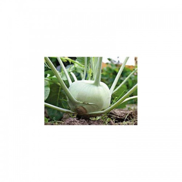 Віденська біла насіння капусти кольрабі (Hortus)