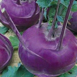 Віденська синя насіння капусти кольрабі (Hortus)