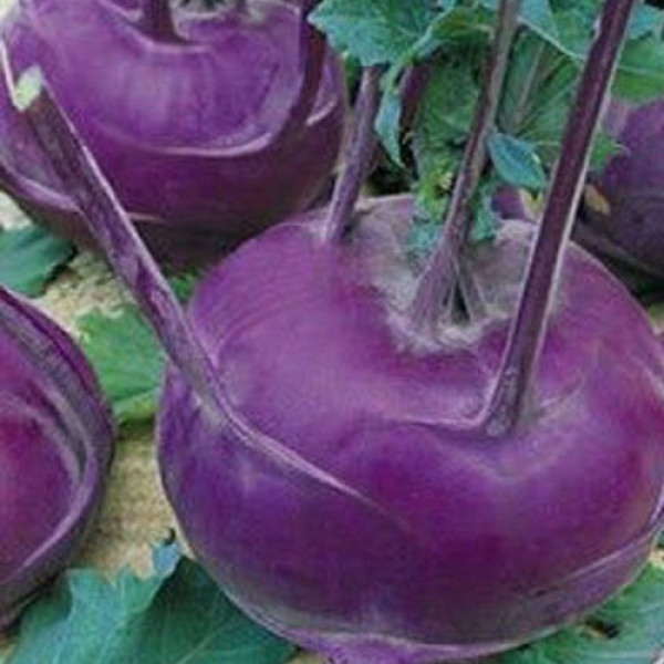 Віденська синя насіння капусти кольрабі (Hortus)