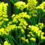 Золотий берег насіння статиці (Hem Zaden)