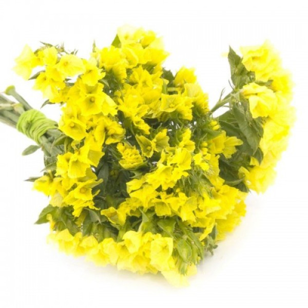 Золотий берег насіння статиці (Hem Zaden)