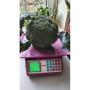 Самоа F1 семена капусты брокколи (Cora Seeds)