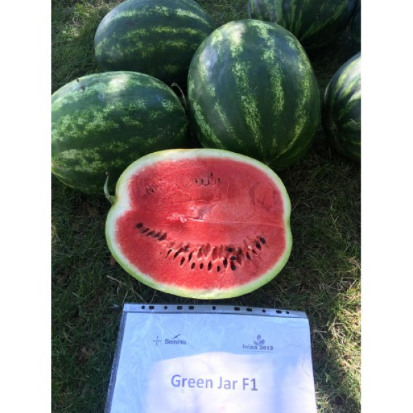 Грин Джар F1 (Green Jar F1) семена арбуза раннего (Seminis)