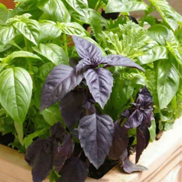 6 ароматів насіння базиліка (GL Seeds)