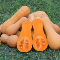 Баттернат семян тыквы (Anseme)