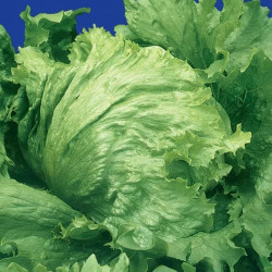 Айсберг насіння салату зел. (GL Seeds)