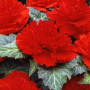 Амері Гібрид Рафлд F1 червоний (Ruffled Scarlet Red) насіння бегонії бульбової (туберози) (Pan American)