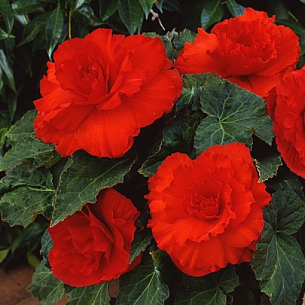 Амері Гібрид Рафлд F1 червоний (Ruffled Scarlet Red) насіння бегонії бульбової (туберози) (Pan American)