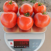 Арнольд (INX 1577 F1) насіння помідора детермінантного (Innova Seeds)