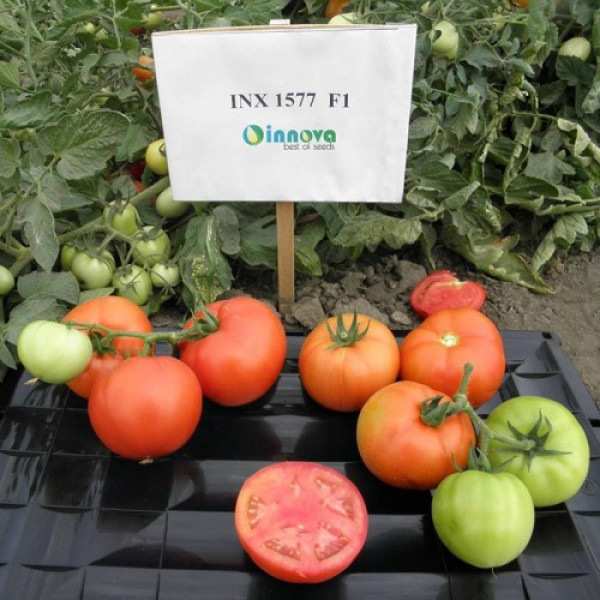 Арнольд (INX 1577 F1) насіння помідора детермінантного (Innova Seeds)
