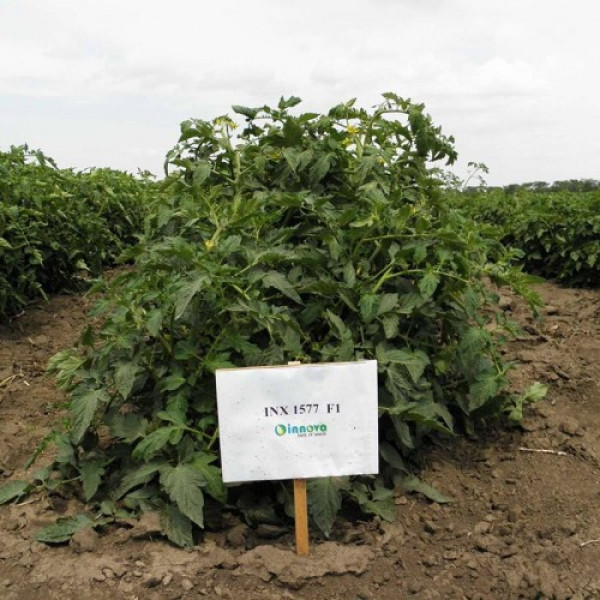 Арнольд (INX 1577 F1) насіння помідора детермінантного (Innova Seeds)