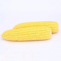 Баха F1 семена кукурузы суперсладкой Sh2 ранней 70-74 дн. 21-23 см 16-18 г. (May Seeds)