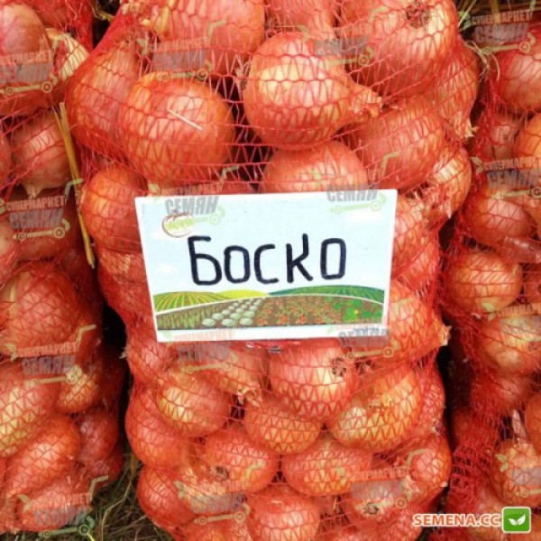 Боско F1 семян лука репчатого позднего 120-125 дн. 200-250 гр. желтой (Syngenta)