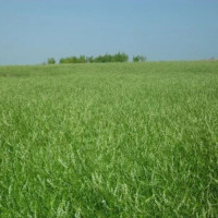Буркун насіння (Україна)
