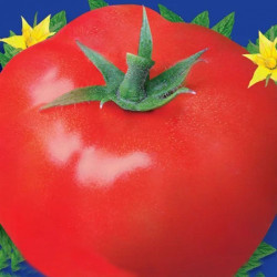 Червоний гігант насіня томата індетермінантного (GL Seeds)