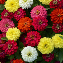 Дейліа Мікс (mix) насіння циннії (Floragran)