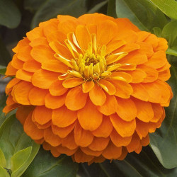 Дейліа оранжева (orange) насіння циннії (Floragran)
