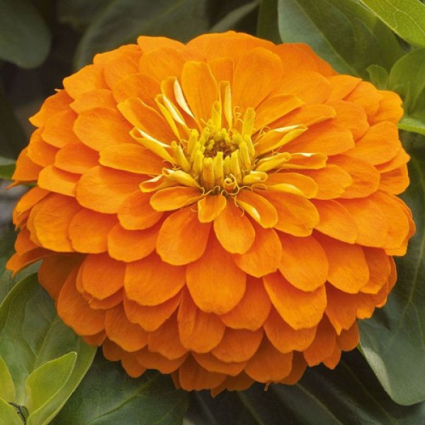 Дейліа оранжева (orange) насіння циннії (Floragran)