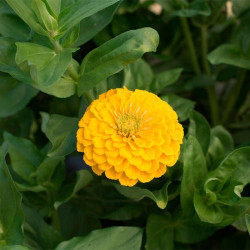 Дейліа жовта (yellow) насіння циннії (Floragran)