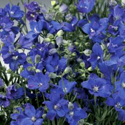 Делфікс синій (blue) насіння дельфініума (Syngenta)