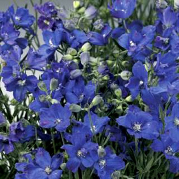 Делфікс синій (blue) насіння дельфініума (Syngenta)