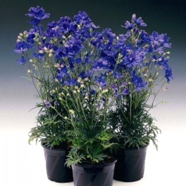 Делфікс синій (blue) насіння дельфініума (Syngenta)