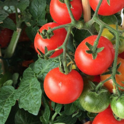 Девіс 82 насіння помідора детермінантного (Hortus)
