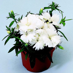Діана F1 біла (white) насіння гвоздики китайської (Hem Genetics)