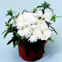 Діана F1 біла (white) насіння гвоздики китайської (Hem Genetics)