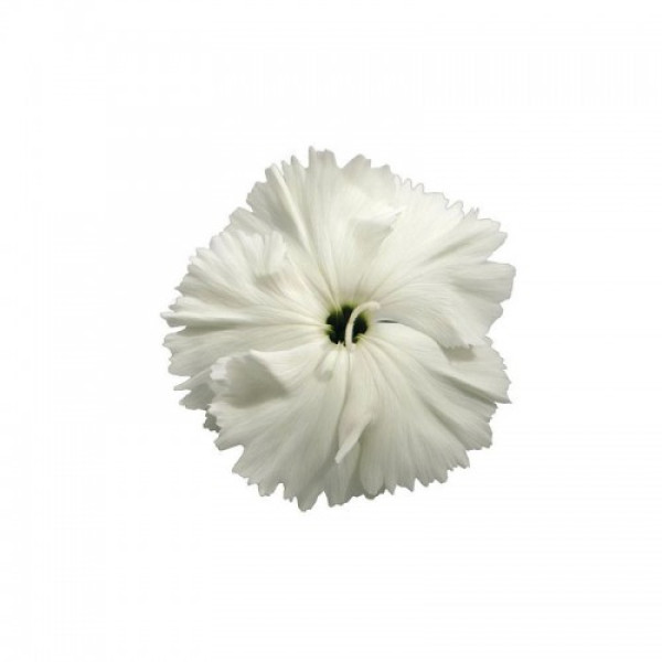 Діана F1 біла (white) насіння гвоздики китайської (Hem Genetics)