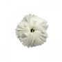 Діана F1 біла (white) насіння гвоздики китайської (Hem Genetics)