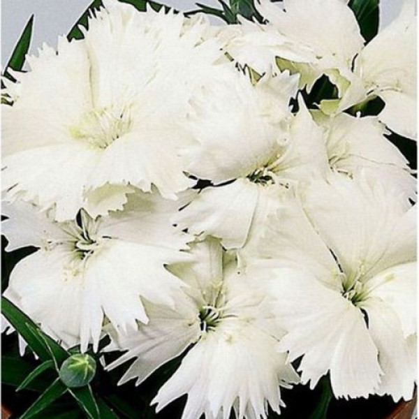 Діана F1 біла (white) насіння гвоздики китайської (Hem Genetics)