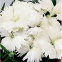 Діана F1 біла (white) насіння гвоздики китайської (Hem Genetics)