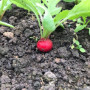 Дієго F1 (3,4-3,6 мм) насіння редиски (Hazera)